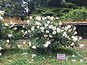 皇居東御園の薔薇